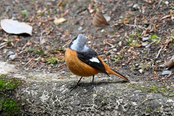 Daurian Redstart 京都府立植物園 Wed, 2/3/2021