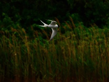 アジサシ 東京港野鳥公園 撮影日未設定