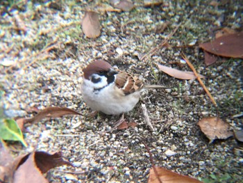 Eurasian Tree Sparrow 甲子園浜(兵庫県西宮市) Fri, 12/23/2016