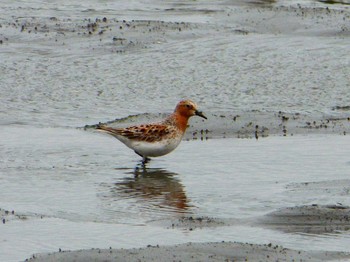 Red-necked Stint Tokyo Port Wild Bird Park Unknown Date