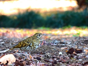 White's Thrush Shinjuku Gyoen National Garden Wed, 1/13/2016