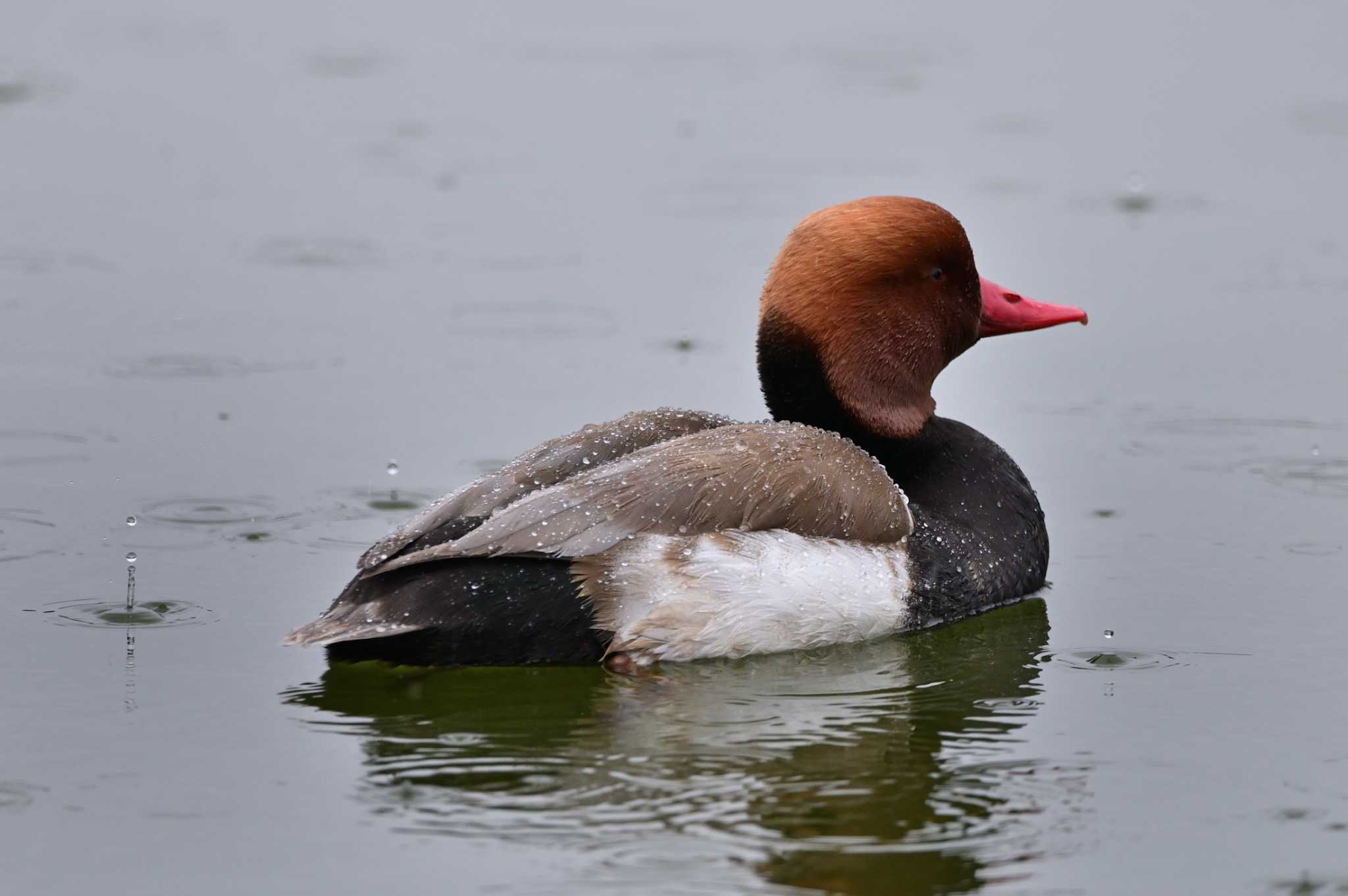 Red-crested Pochard