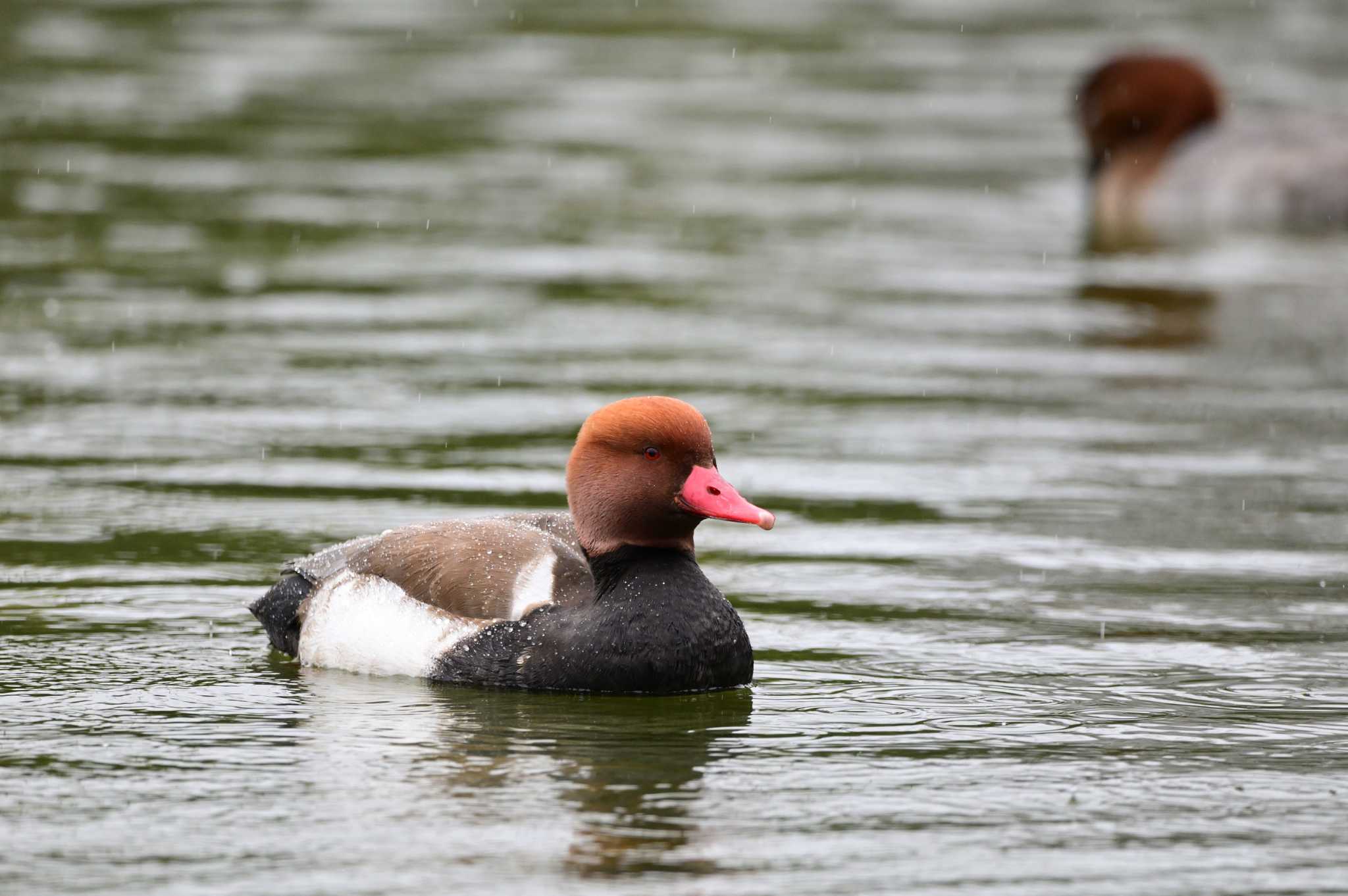 Red-crested Pochard