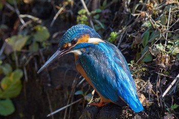 カワセミ 薬師池公園 2021年2月2日(火)