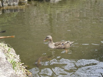 Domestic duck 合掌村 Mon, 4/18/2011