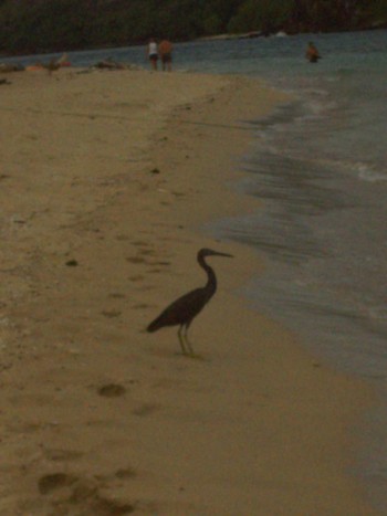 Pacific Reef Heron Waya Island Sat, 10/8/2011