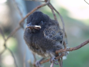 Red-vented Bulbul Tavua Mon, 11/21/2011