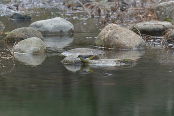 キセキレイ 滋賀県河辺いきものの森 2021年2月4日(木)