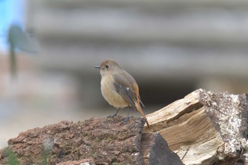 ジョウビタキ 滋賀県河辺いきものの森 2021年2月4日(木)