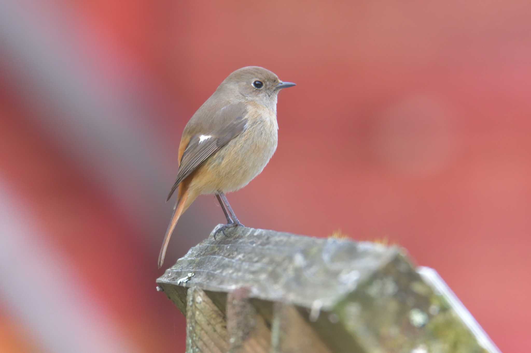 滋賀県河辺いきものの森 ジョウビタキの写真 by masatsubo