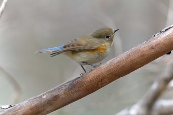 ルリビタキ 滋賀県河辺いきものの森 2021年2月4日(木)