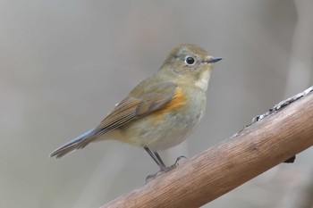 ルリビタキ 滋賀県河辺いきものの森 2021年2月4日(木)