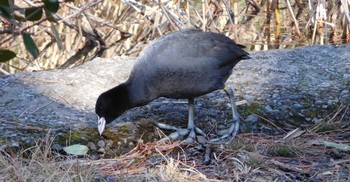 Eurasian Coot Shakujii Park Wed, 2/3/2021