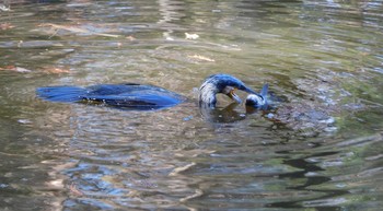 カワウ 石神井公園 2021年2月3日(水)