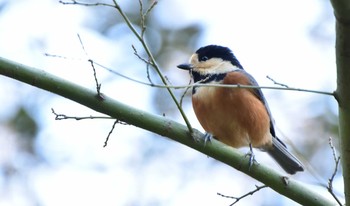 Varied Tit Meiji Jingu(Meiji Shrine) Thu, 2/4/2021