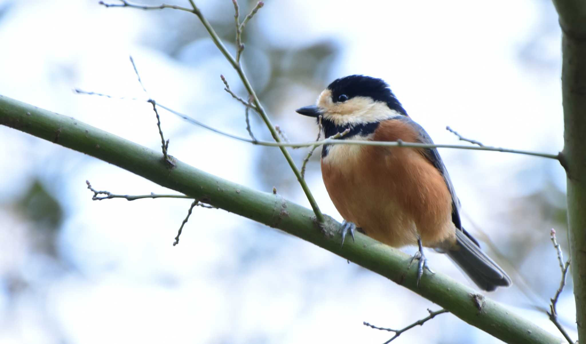 Photo of Varied Tit at Meiji Jingu(Meiji Shrine) by FUJICAZC1000