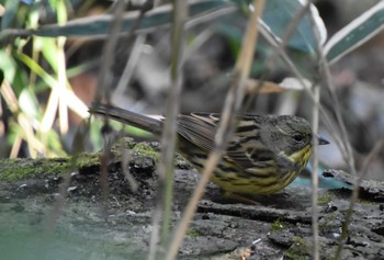 Masked Bunting Meiji Jingu(Meiji Shrine) Thu, 2/4/2021