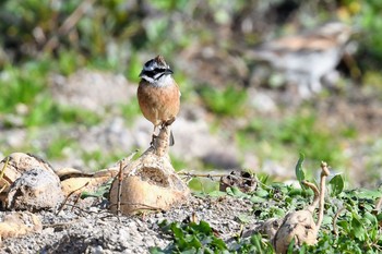 Meadow Bunting 伊豆諸島北部 Thu, 2/4/2021