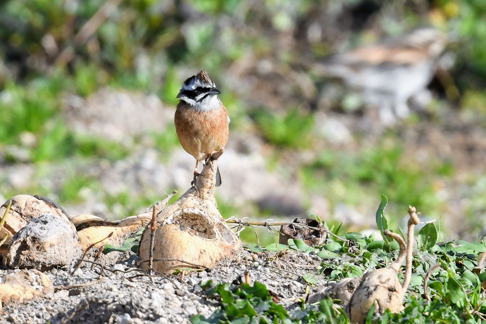 Meadow Bunting