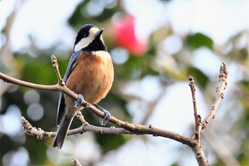 Varied Tit 伊豆諸島北部 Thu, 2/4/2021