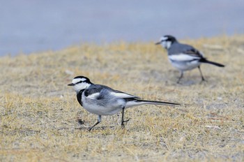 White Wagtail 伊豆諸島北部 Thu, 2/4/2021