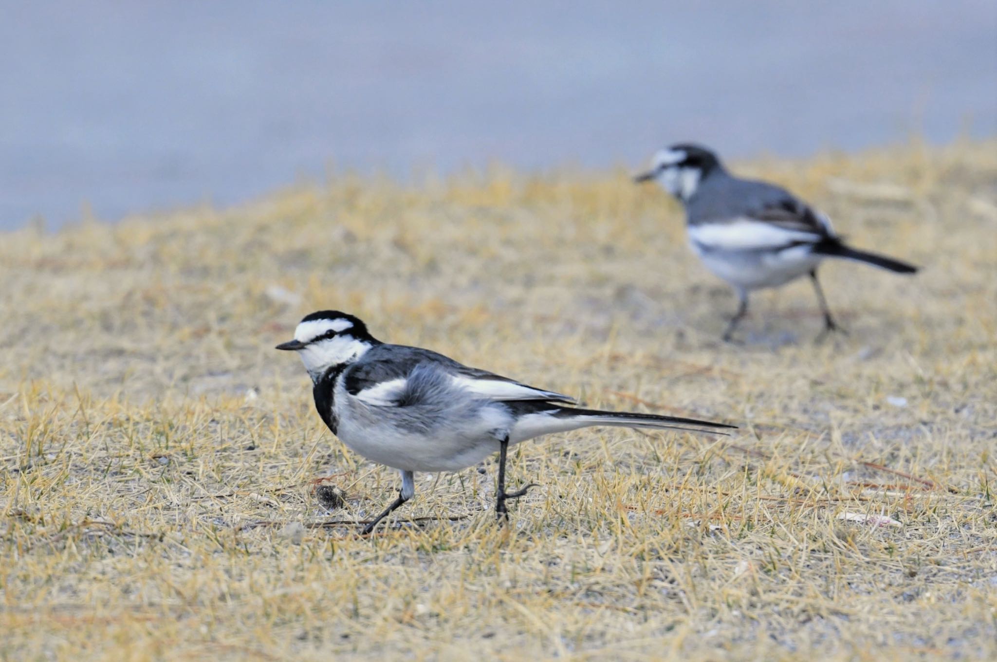 White Wagtail