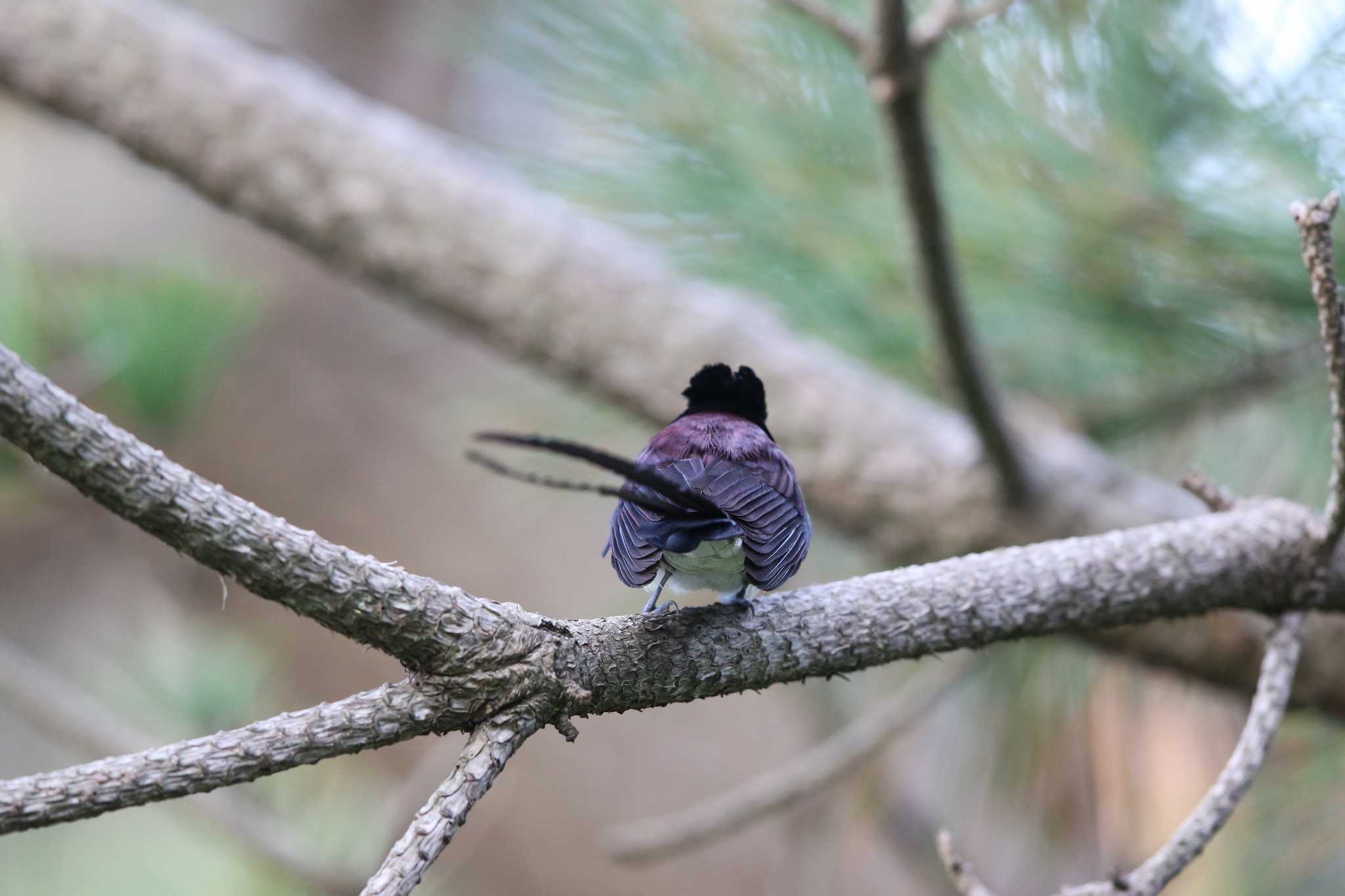 Black Paradise Flycatcher