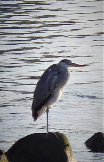 Grey Heron 球磨川 Thu, 1/2/2020