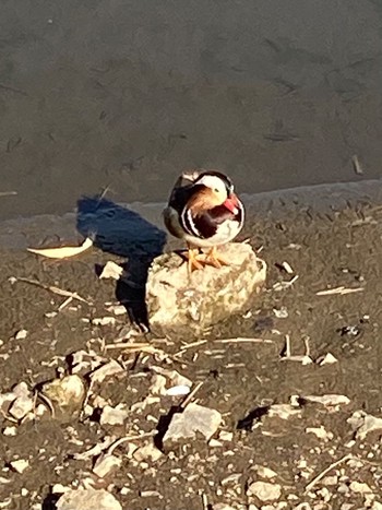 2021年2月4日(木) 古利根川の野鳥観察記録