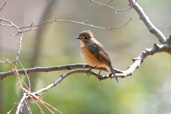 Red-flanked Bluetail Kyoto Gyoen Thu, 2/4/2021