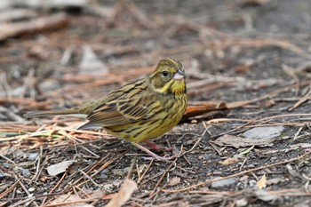 Masked Bunting Kyoto Gyoen Thu, 2/4/2021