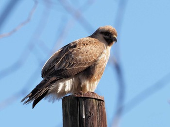 2021年2月4日(木) 舞岡公園の野鳥観察記録