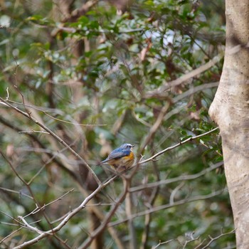 Red-flanked Bluetail 姫路市自然観察の森 Thu, 2/4/2021