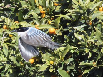 Azure-winged Magpie 玉川上水 Thu, 2/4/2021