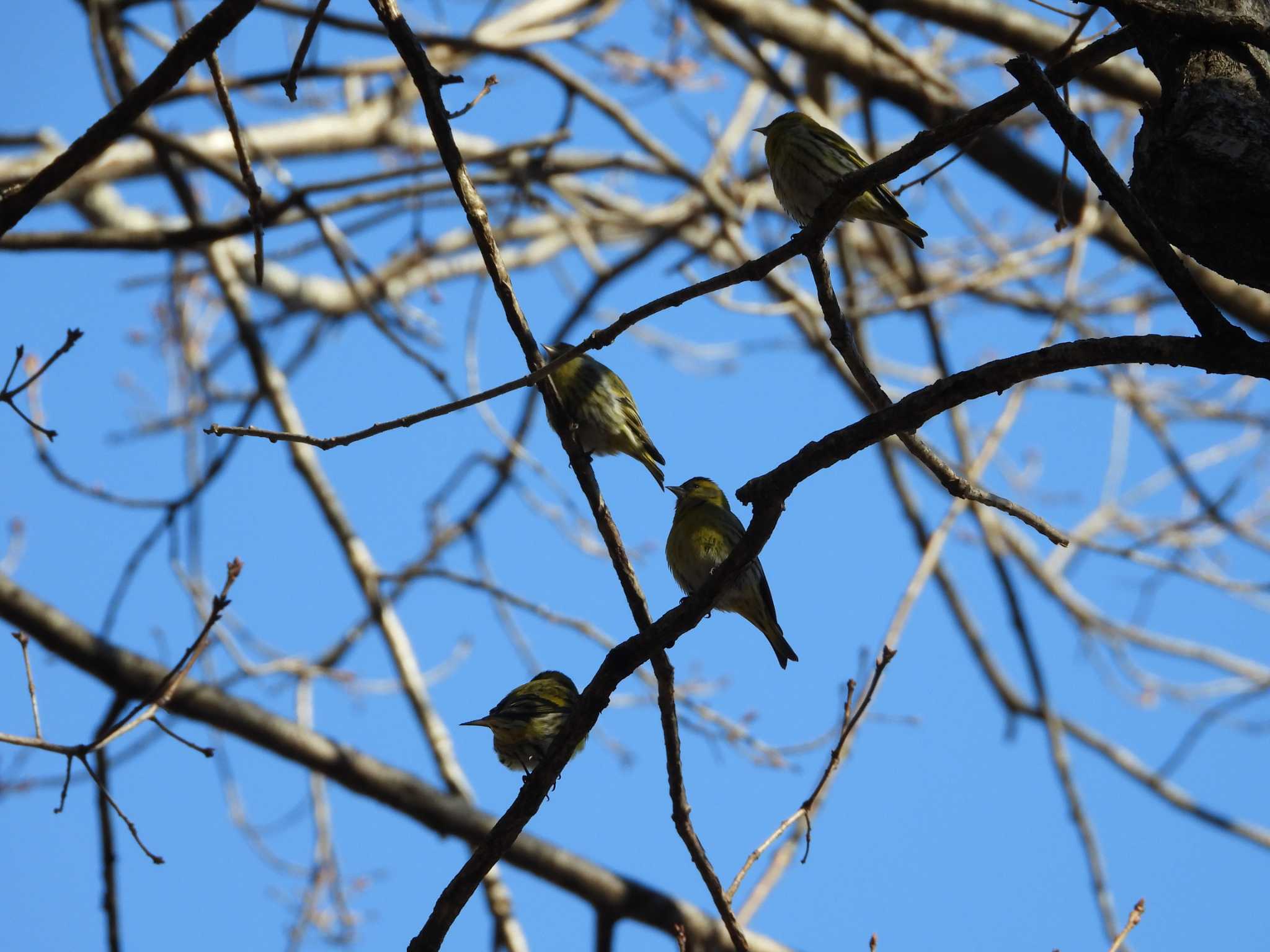 Eurasian Siskin