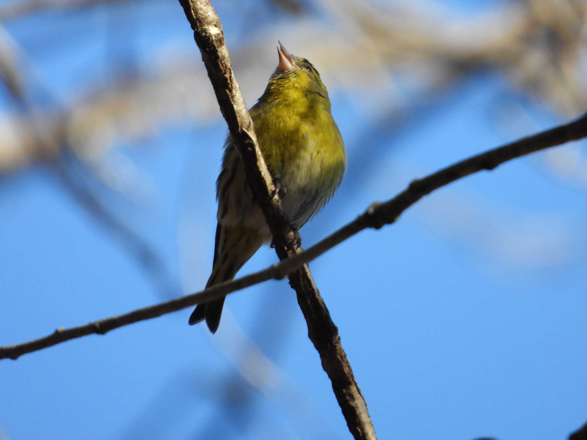 Eurasian Siskin