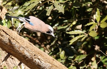 カケス 大麻生野鳥の森公園 2021年1月19日(火)