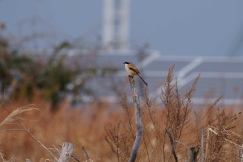 タカサゴモズ 大阪南港野鳥園 2021年1月17日(日)