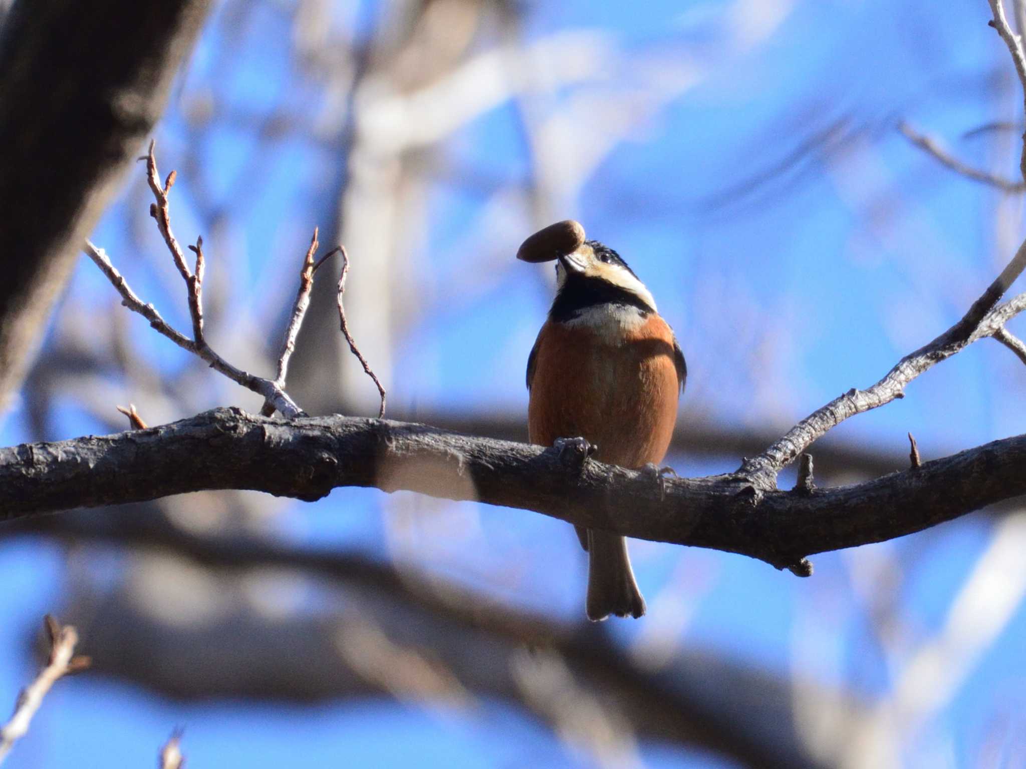 Varied Tit