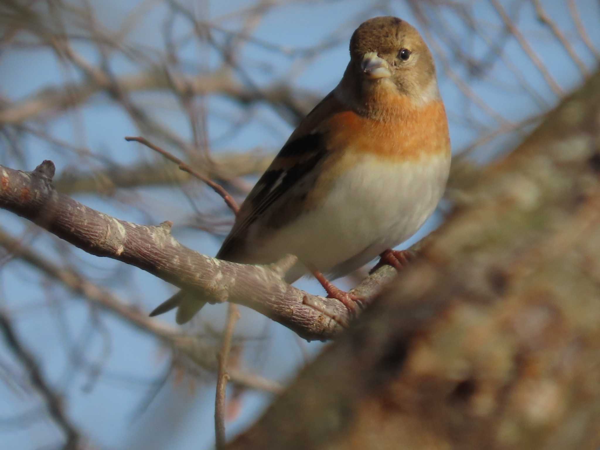 Photo of Brambling at 岡山旭川 by タケ