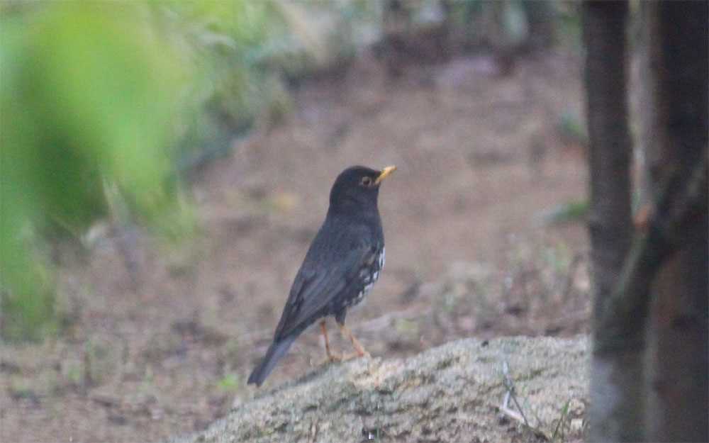 Photo of Japanese Thrush at 六甲山 by Fumiaki Tanaka