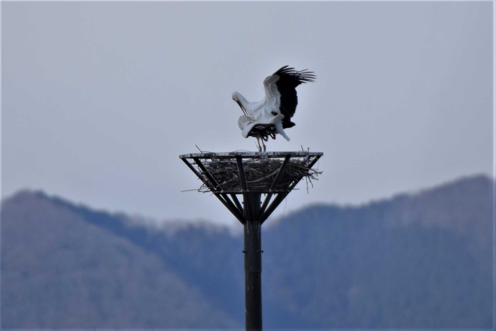 コウノトリ