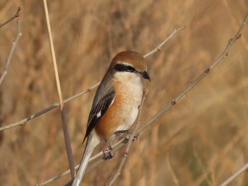 Bull-headed Shrike 岡山百間川 Thu, 1/14/2021