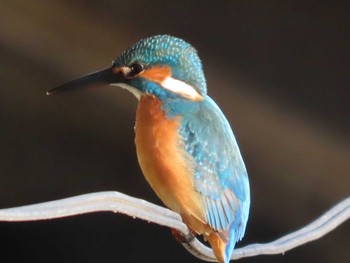 Common Kingfisher 岡山旭川 Thu, 1/21/2021