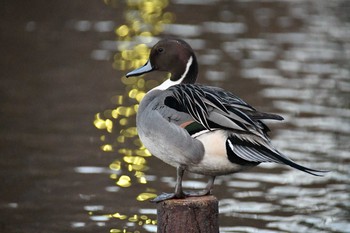 2016年12月24日(土) 徳生公園の野鳥観察記録