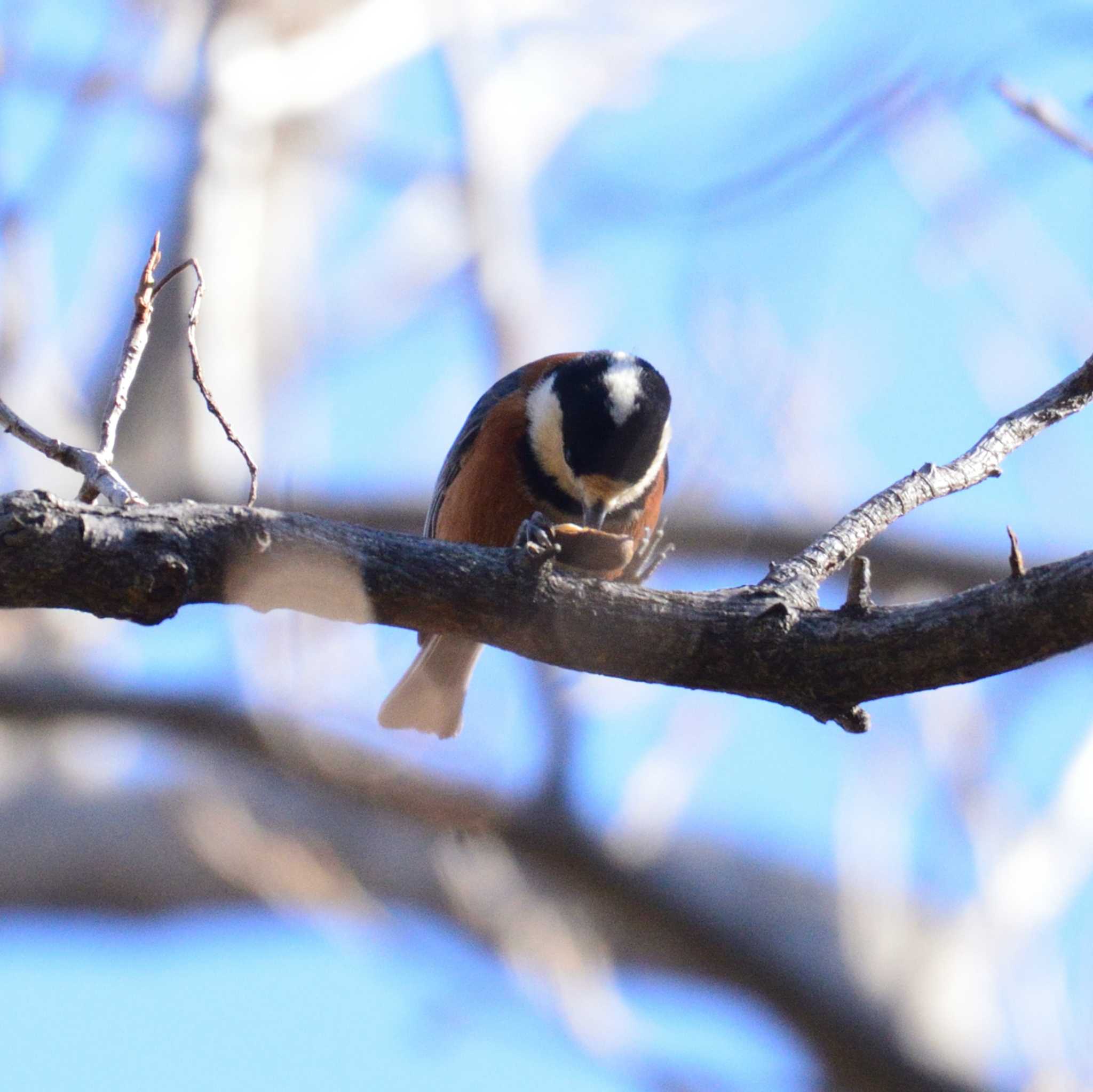 Varied Tit