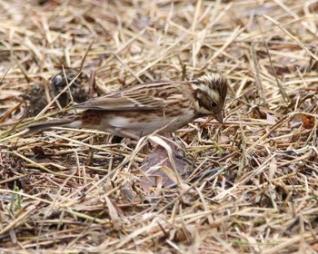 Rustic Bunting Kobe Forest Botanic Garden Thu, 2/4/2021