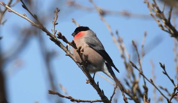 ウソ 六甲山 撮影日未設定