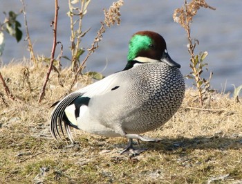 Falcated Duck なぎさの池 Thu, 2/4/2021