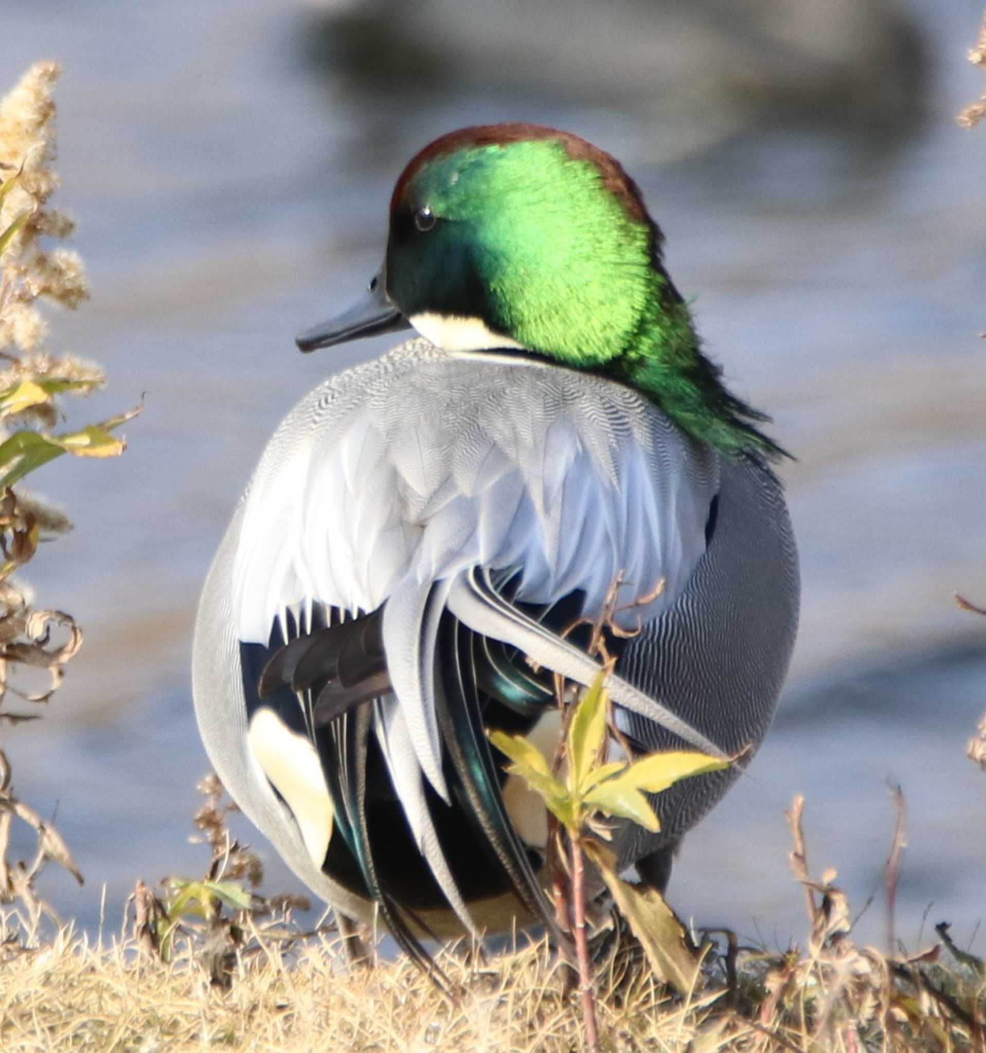 Photo of Falcated Duck at なぎさの池 by FujiKen